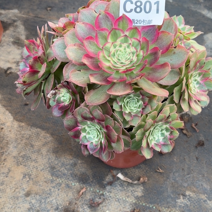 瑞妈，，。。。。。801千禧。