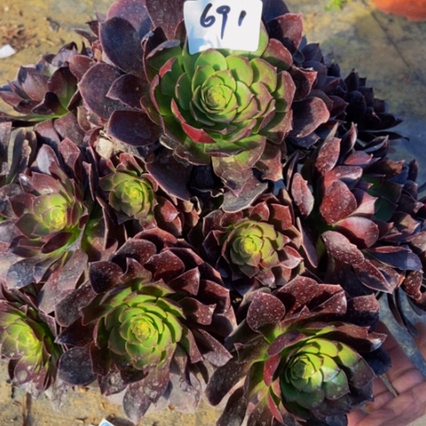 赤焰莲多肉植物691多肉