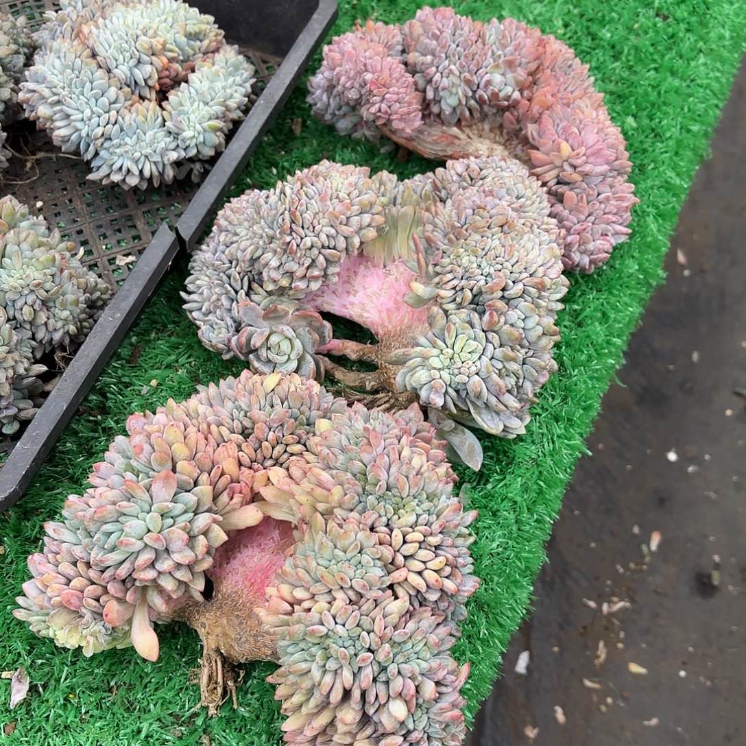 668橙子1111111111111111