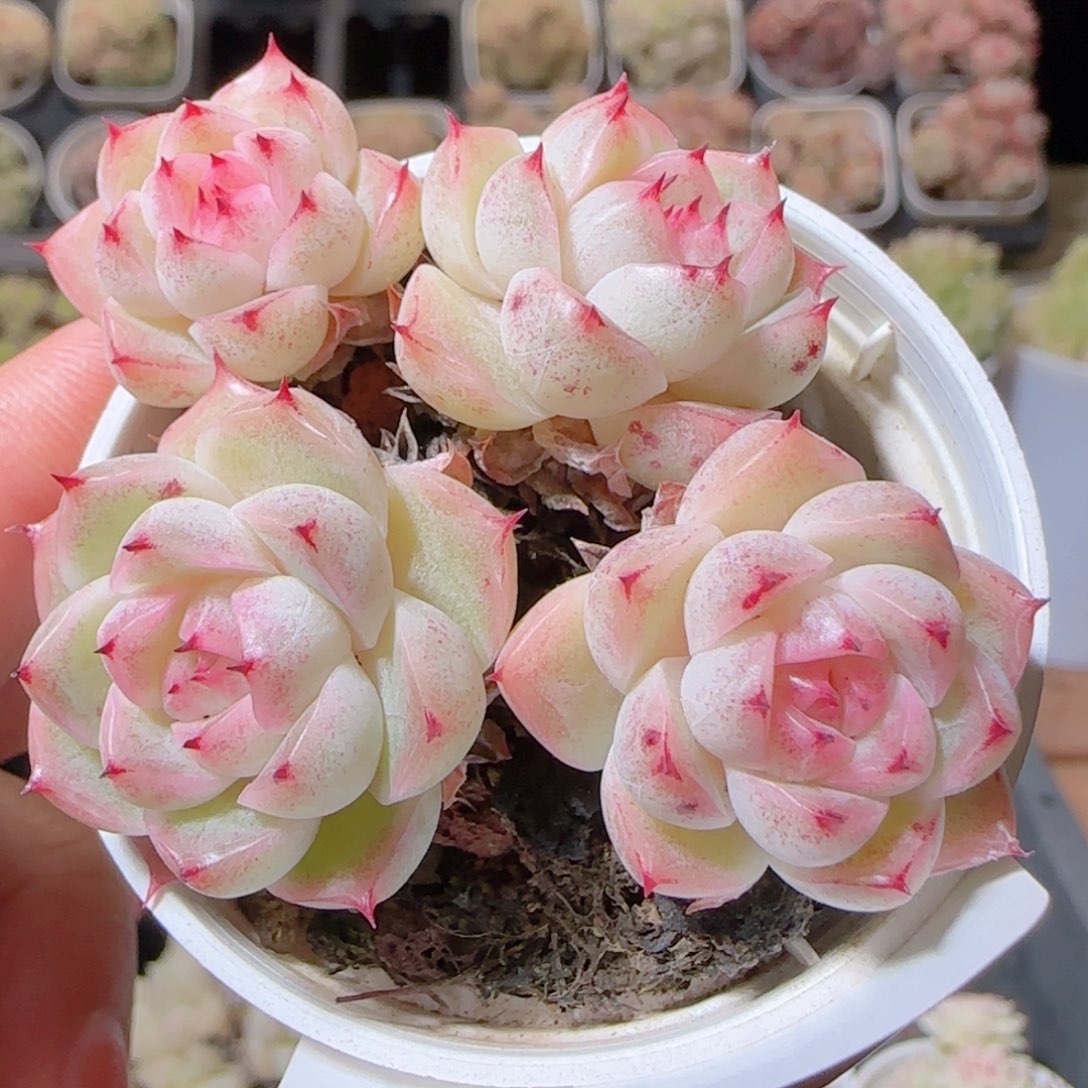 花语多肉1218-105散