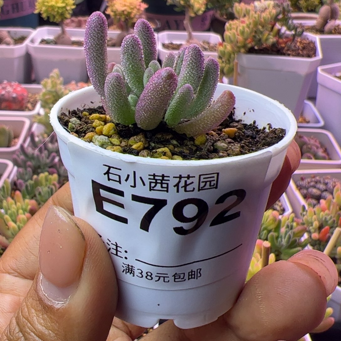 梦***缘792多肉植物枝干超紫