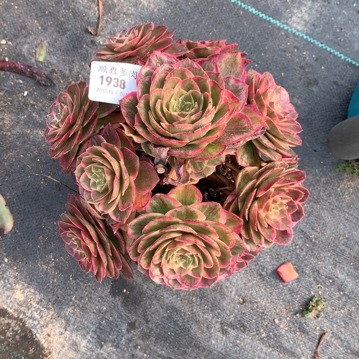 1938莲花座多肉植物