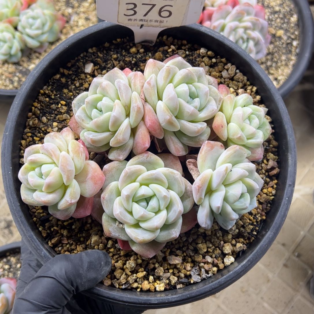 红陶寄*376号多肉植物