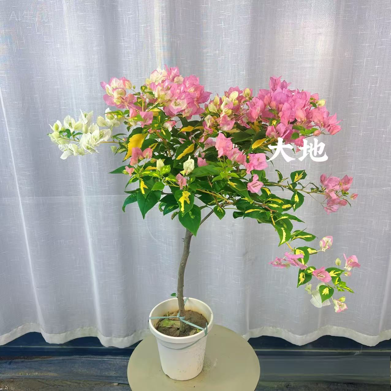 【金心橙白】三角梅原生棒棒糖型盆花勤花