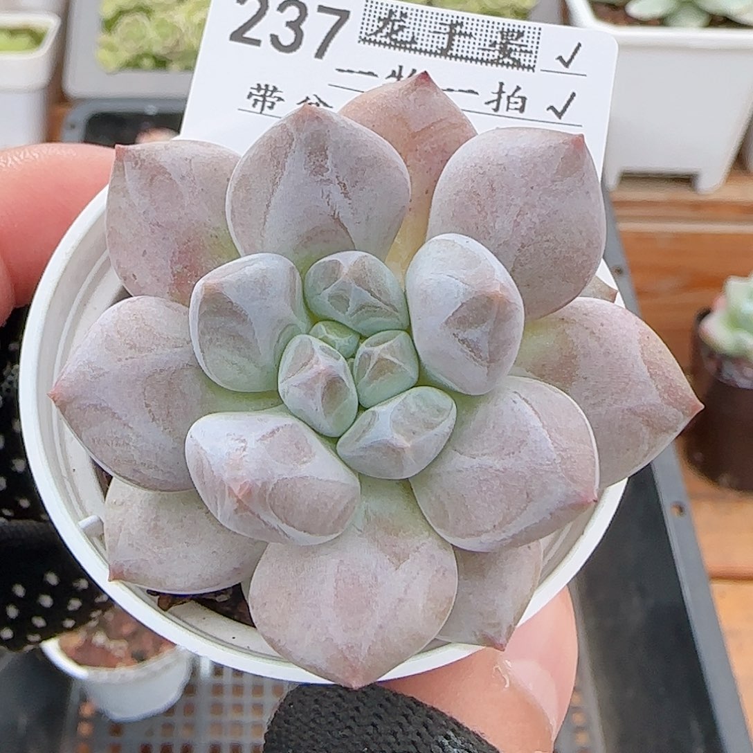 多肉0730-237龙纹麟