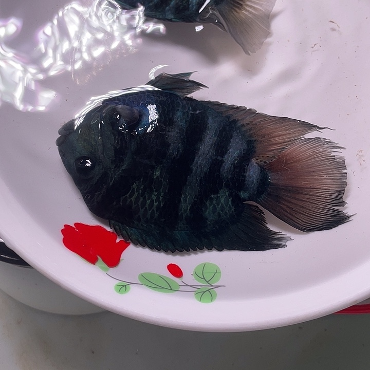 红宝石鱼迷你鹦鹉2条