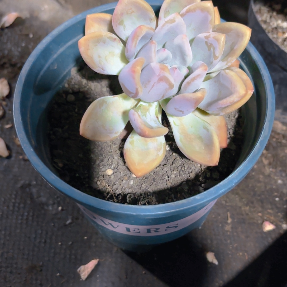 奥普琳娜新疆包邮一单