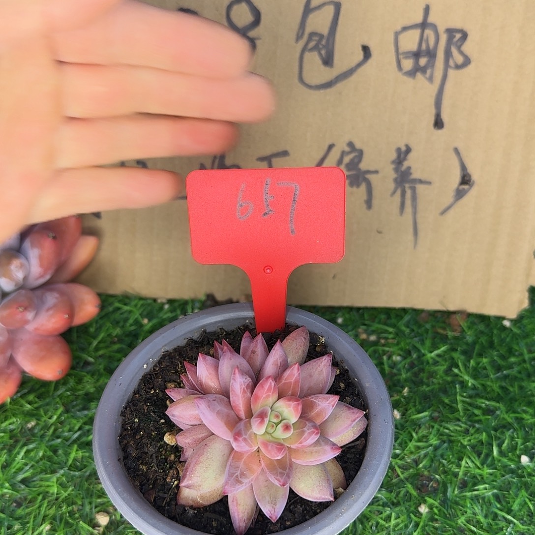 云南多肉小栈657虞美人