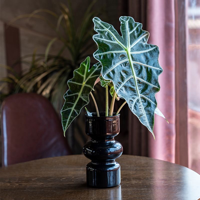 【水培大仙女】大仙女海芋非洲面具阳台室内客厅ins风大颗绿植