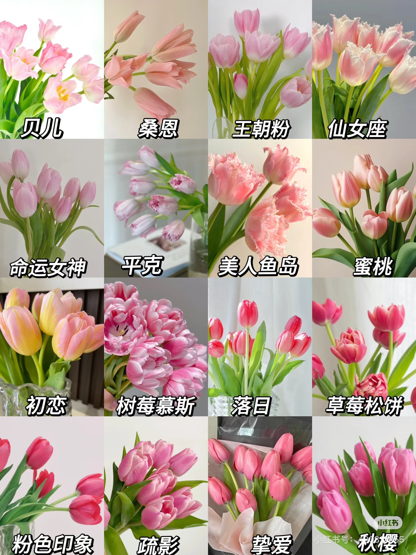 【郁金香】不是方德的郁金香我不卖 稀有小众 鲜切花