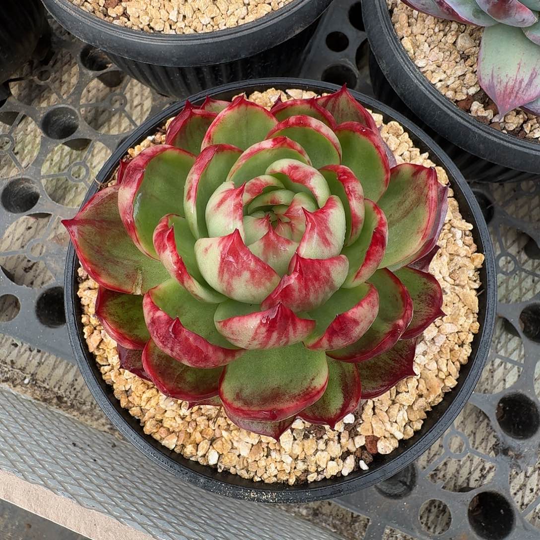 惊鸿仙子多肉植物