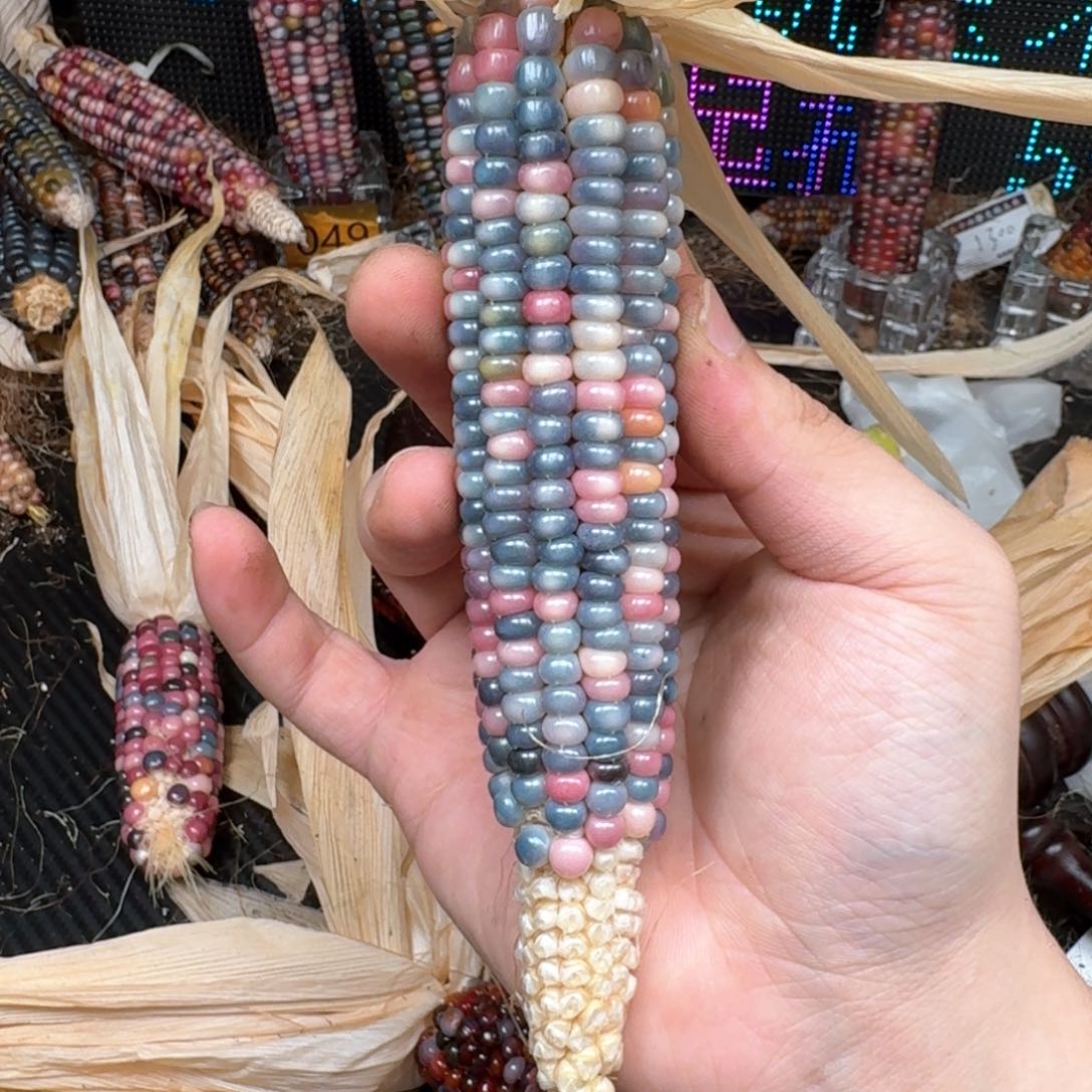 柏香籽/百香籽吊坠灵*?