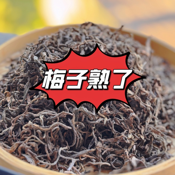 【梅子熟了】2024年发酵梅子树田古树熟茶 勐海小框离地纯料熟茶 