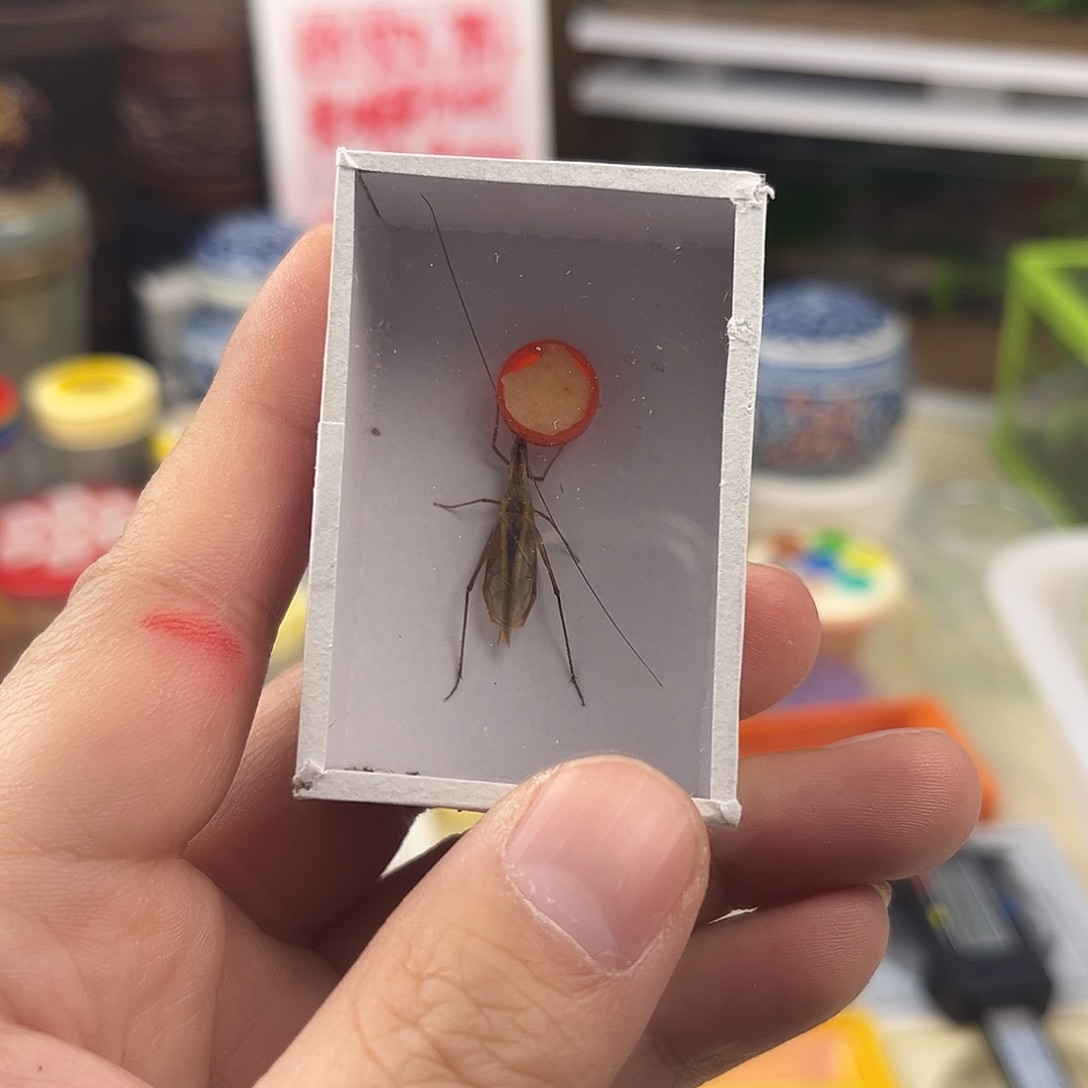 一***悠一条长须红山竹蛉