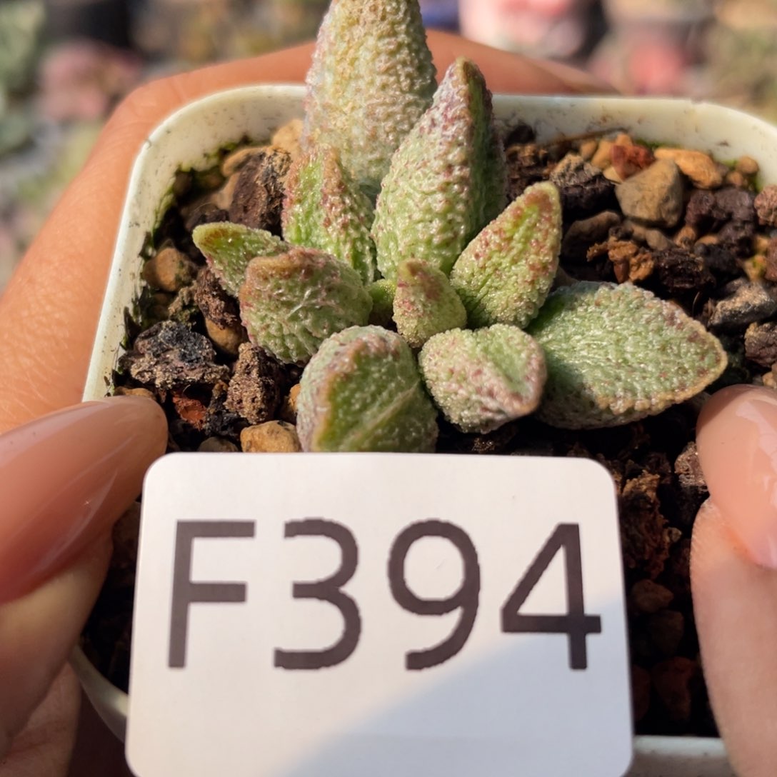         福利。 394。    