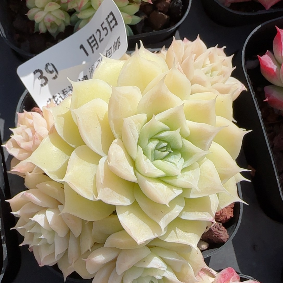 花语逸境0125-39白玉女王