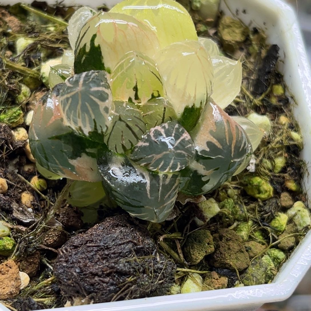 35龙爪玉露锦带仔福利专场