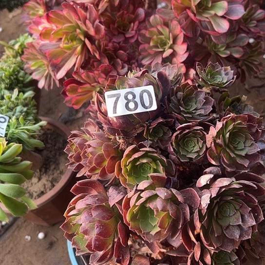 嫦***姐多肉植物一个缺枝780