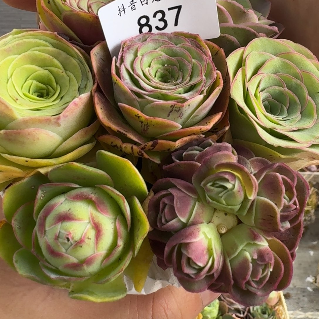 白龙837 小香风花束