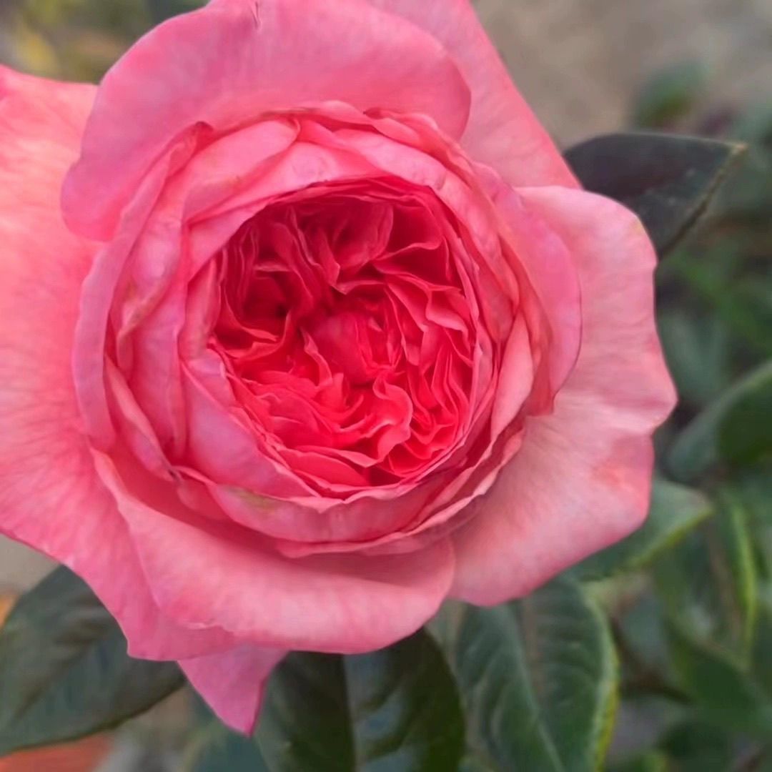 新品法版花宫娜月季戴尔巴德抗病大花浓香庭院阳台盆栽