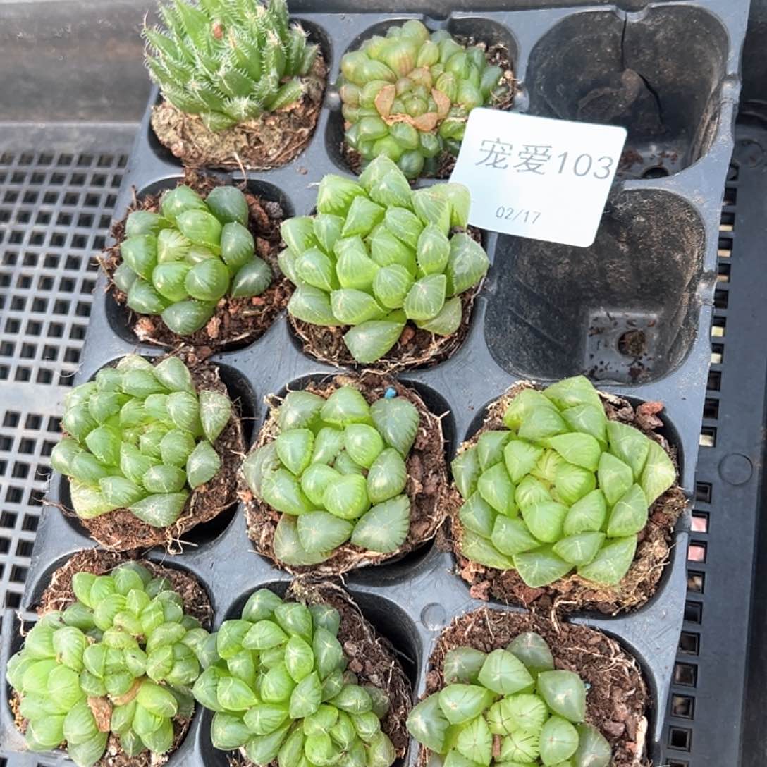 直播福利一物一拍103