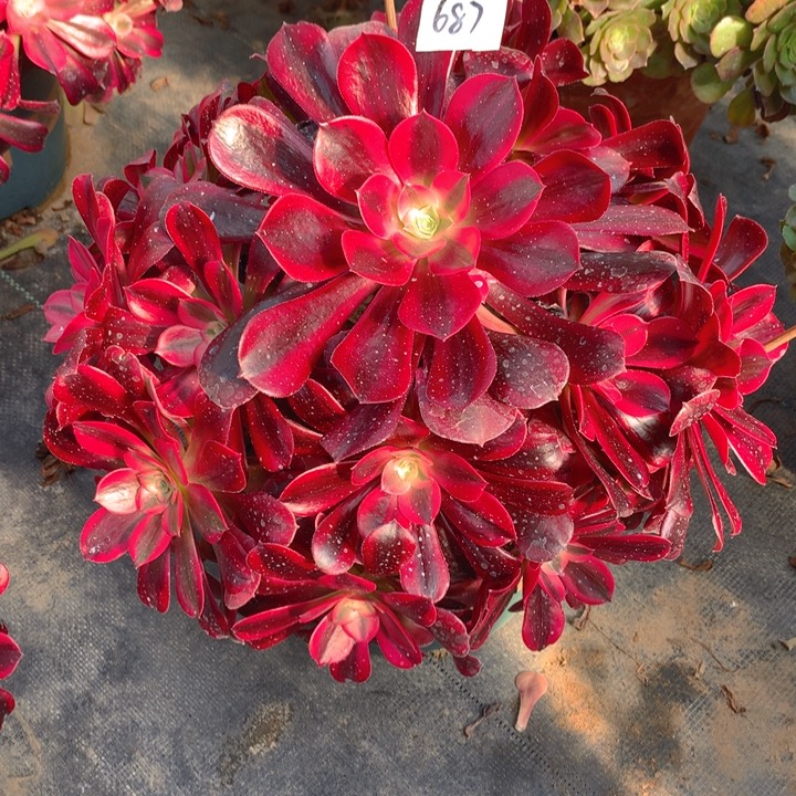 知****?687美杜莎精品法师多肉