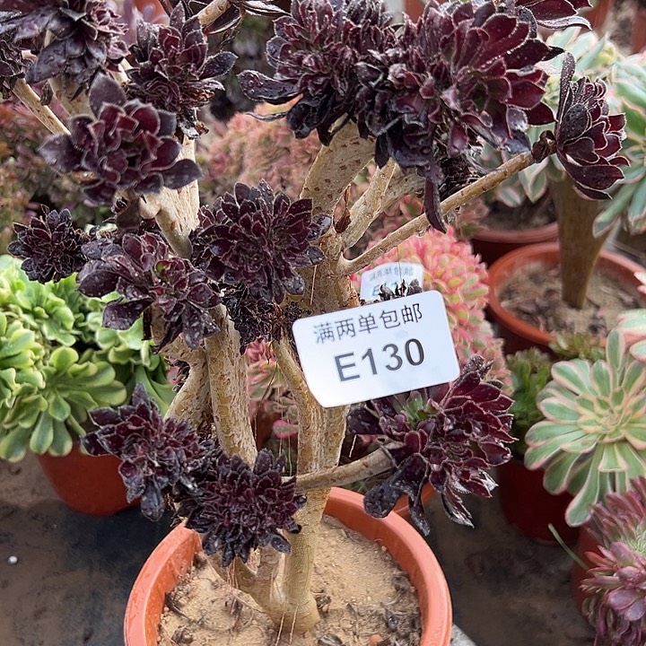 唯***依130号黑发是坠化多肉