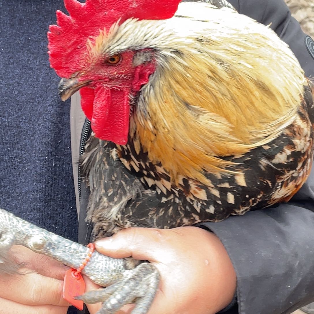 365天包装80活鸡发货