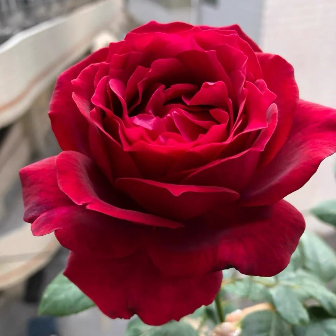 顺丰包邮！三色大花树状棒棒糖月季一物一拍