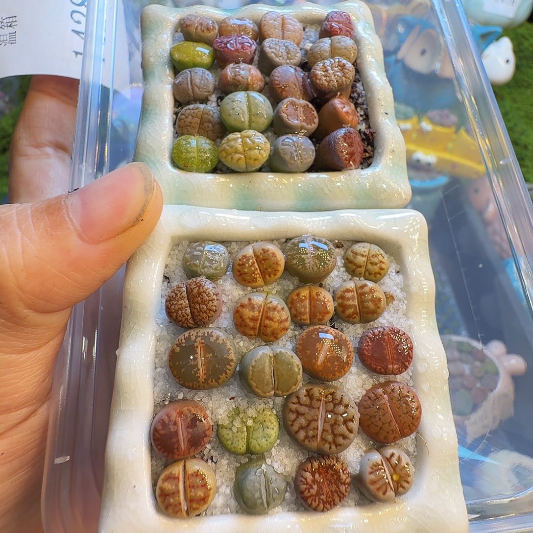 彩***雨多肉植物福利冲1428