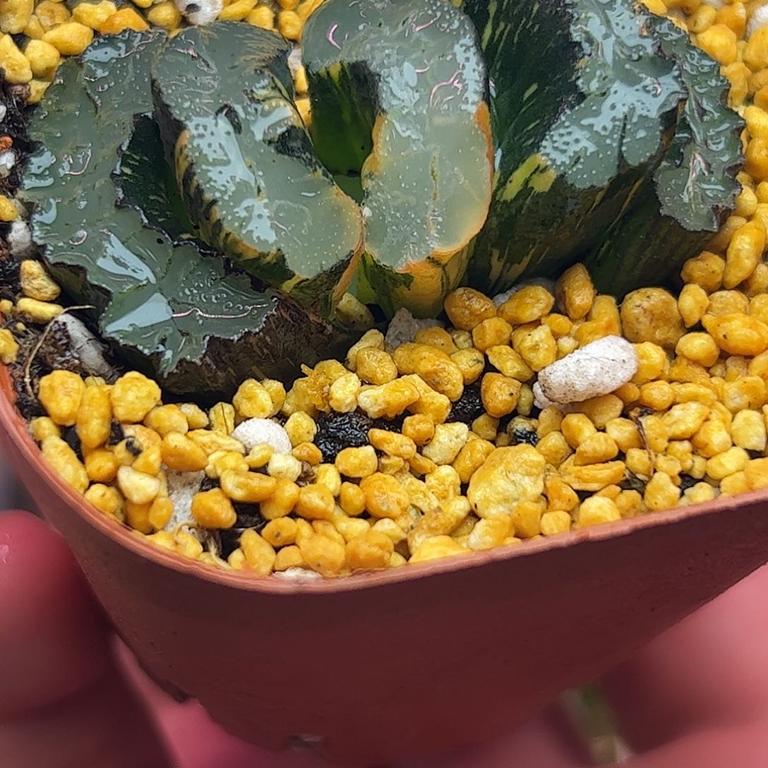 葵御前锦五公分十二卷