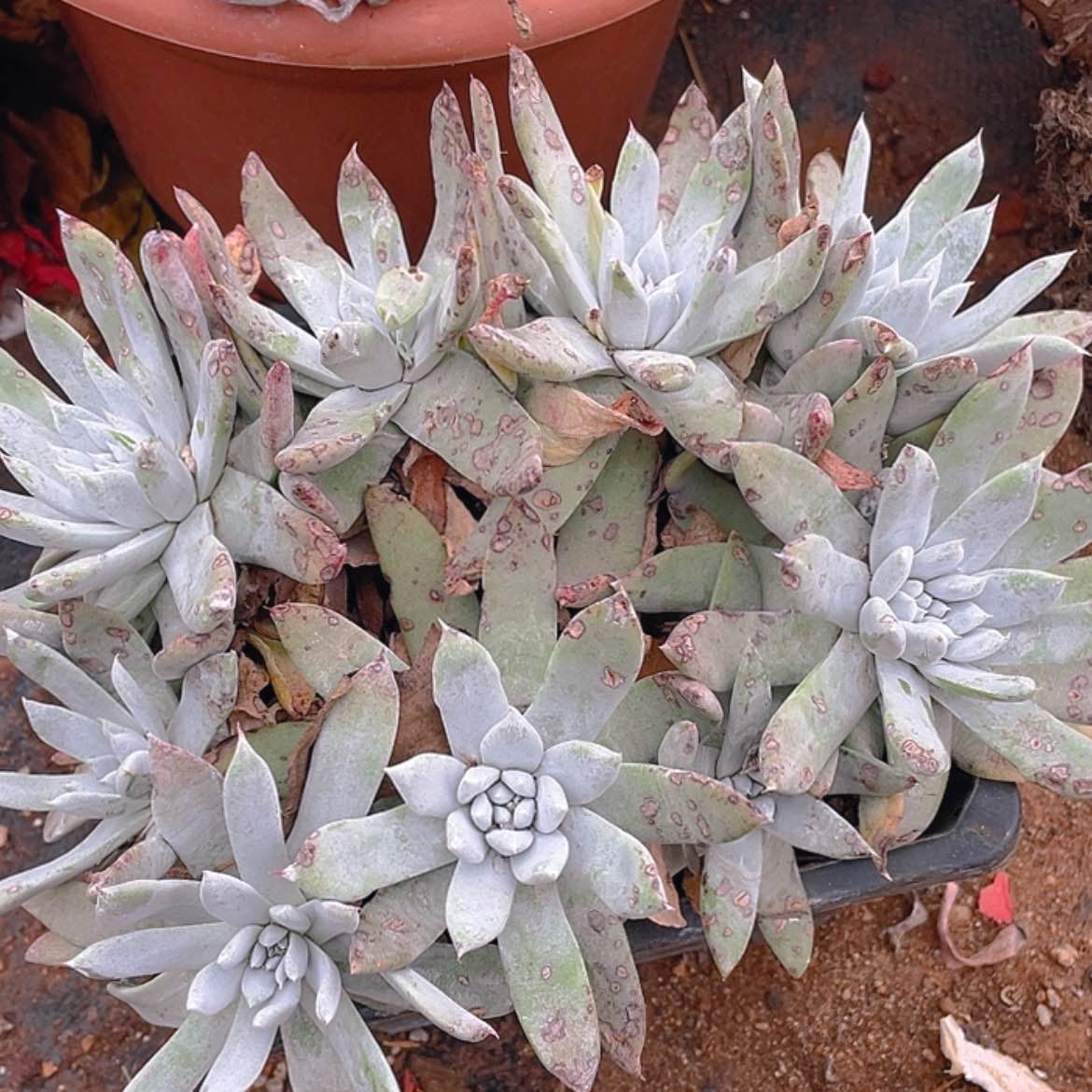 【闪购商品】拇指法瑞