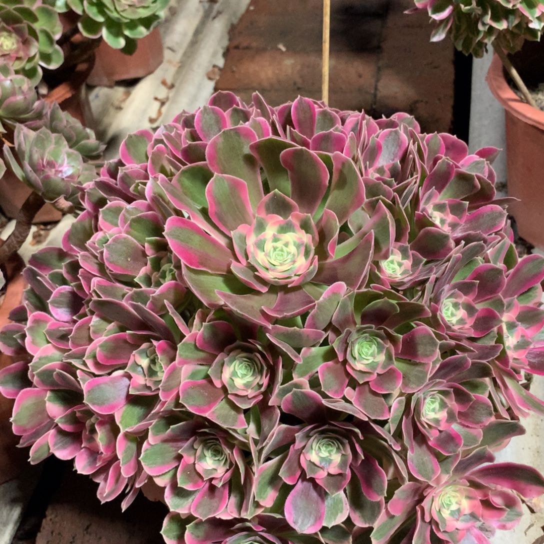 粉女郎，多肉植物的