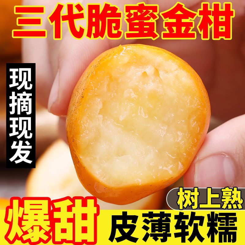【广西融安】第三代脆蜜金柑花皮果纯甜无酸第三代金桔新鲜少量厚皮