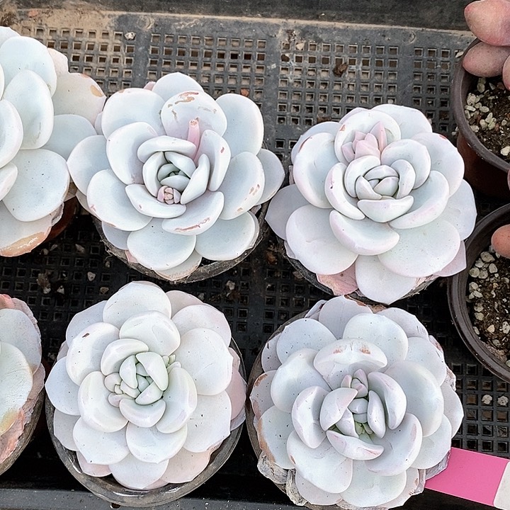 11号一物一拍雪莲4颗