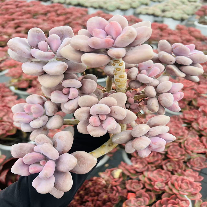 零花钱多肉  盆栽桃蛋群生    多肉植物
