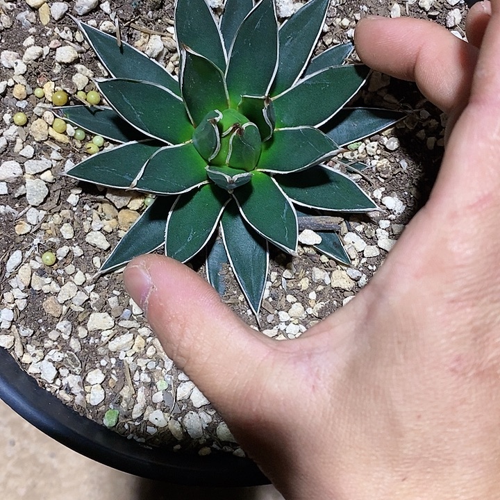 多肉植物龙蛇兰植物