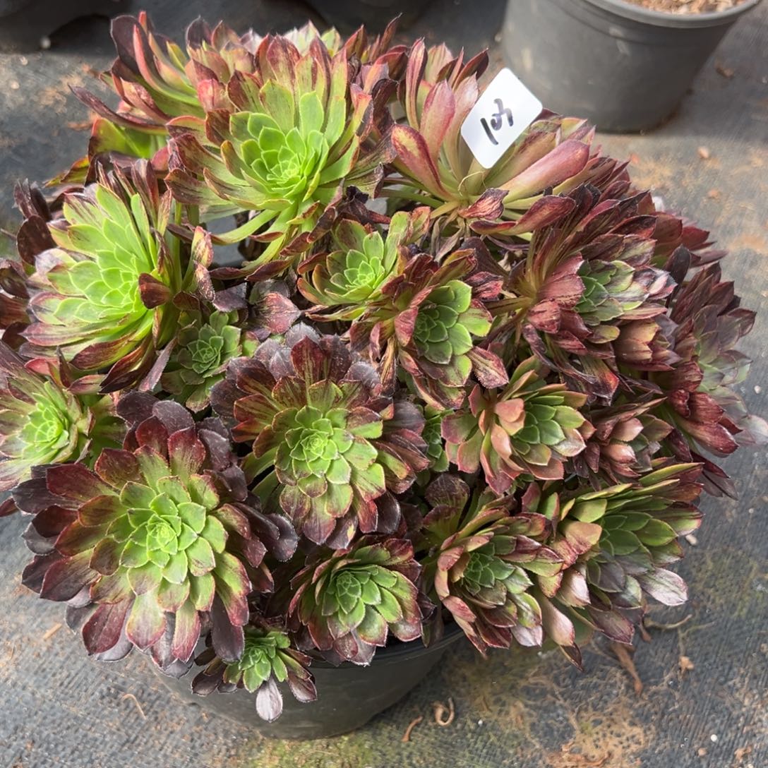 103莫兰迪多肉仔细一看