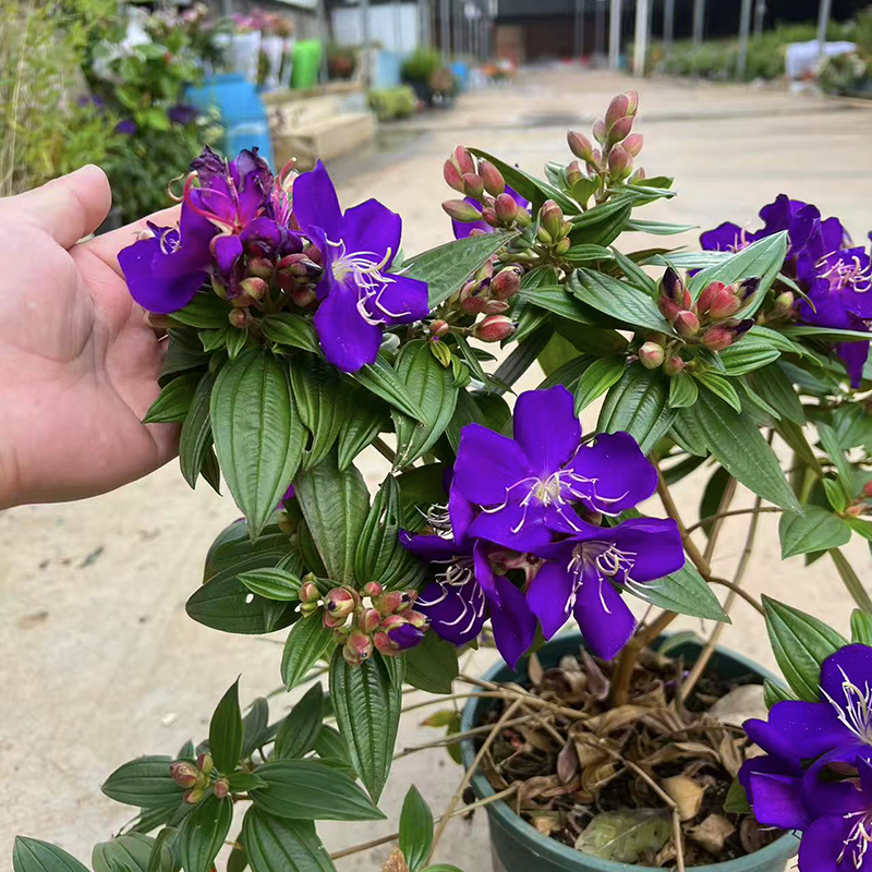 紫牡丹巴西野牡丹(花期长 耐高温)庭院阳台开花植物