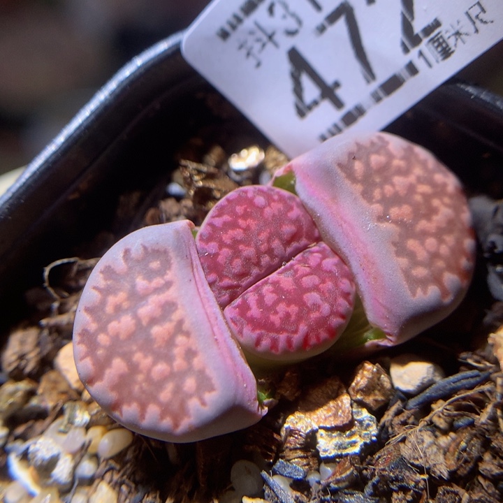 精品生石花313.472