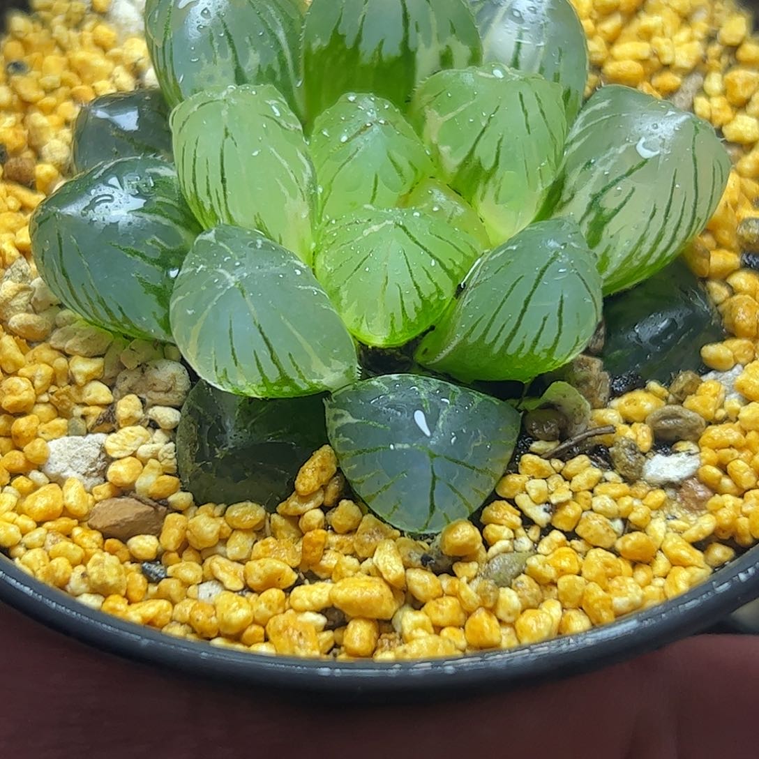 龙爪锦十二卷十二卷