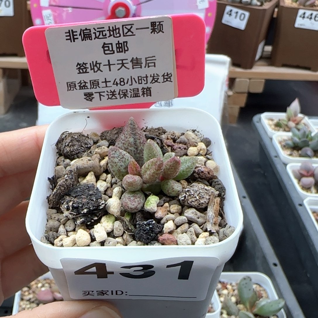 431香云多肉植物