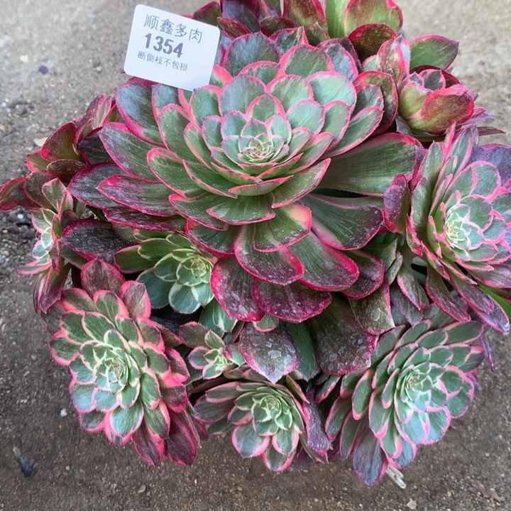 1354莲花座多肉植物