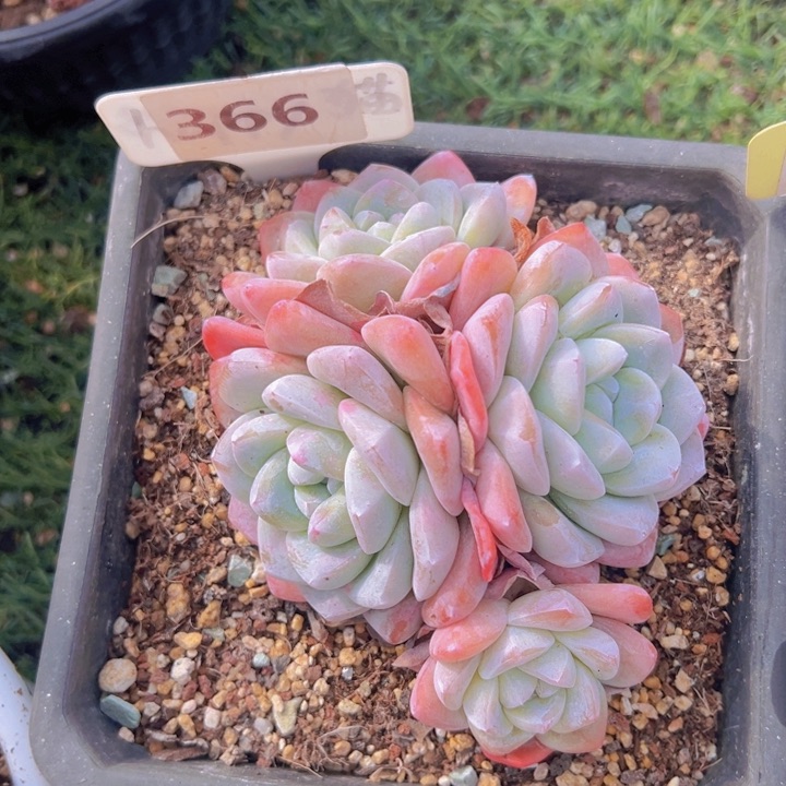 健健康康平平安安