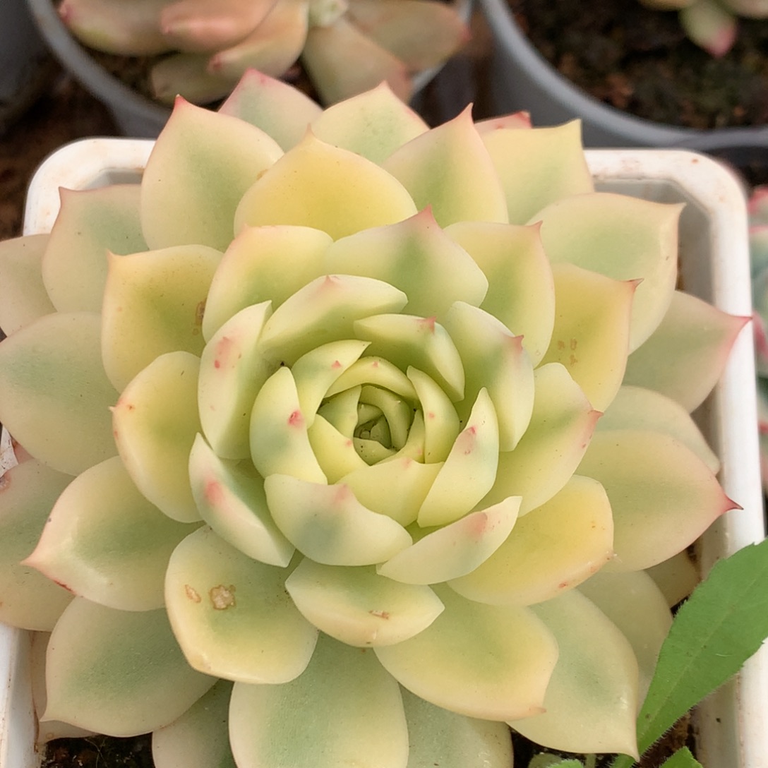 加勒比海蓝j j j j j j