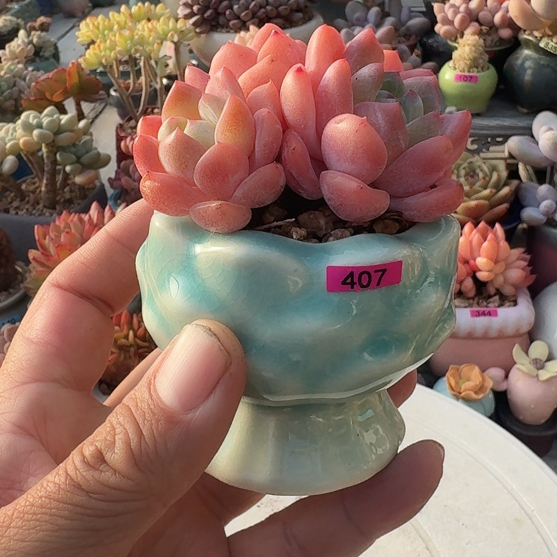 一***妞一物一拍编号407 