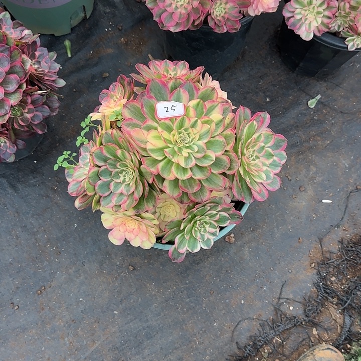 精品多肉植物0025