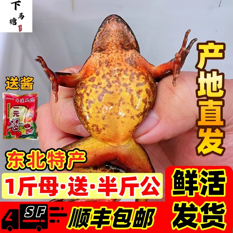 东北林蛙河鲜母蛙满籽满油顺丰包邮