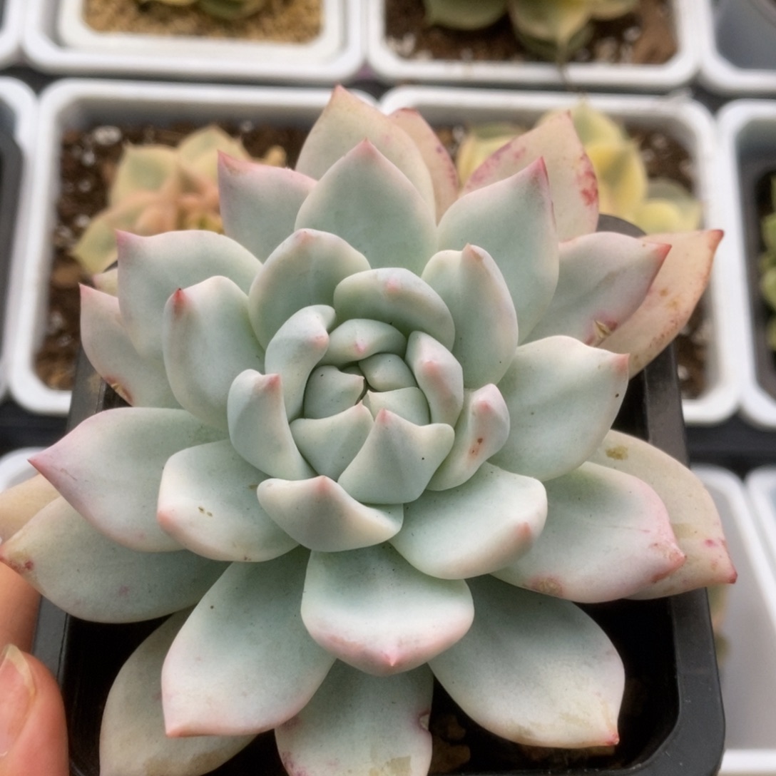 534厚叶粉蓝鸟锦锦锦锦