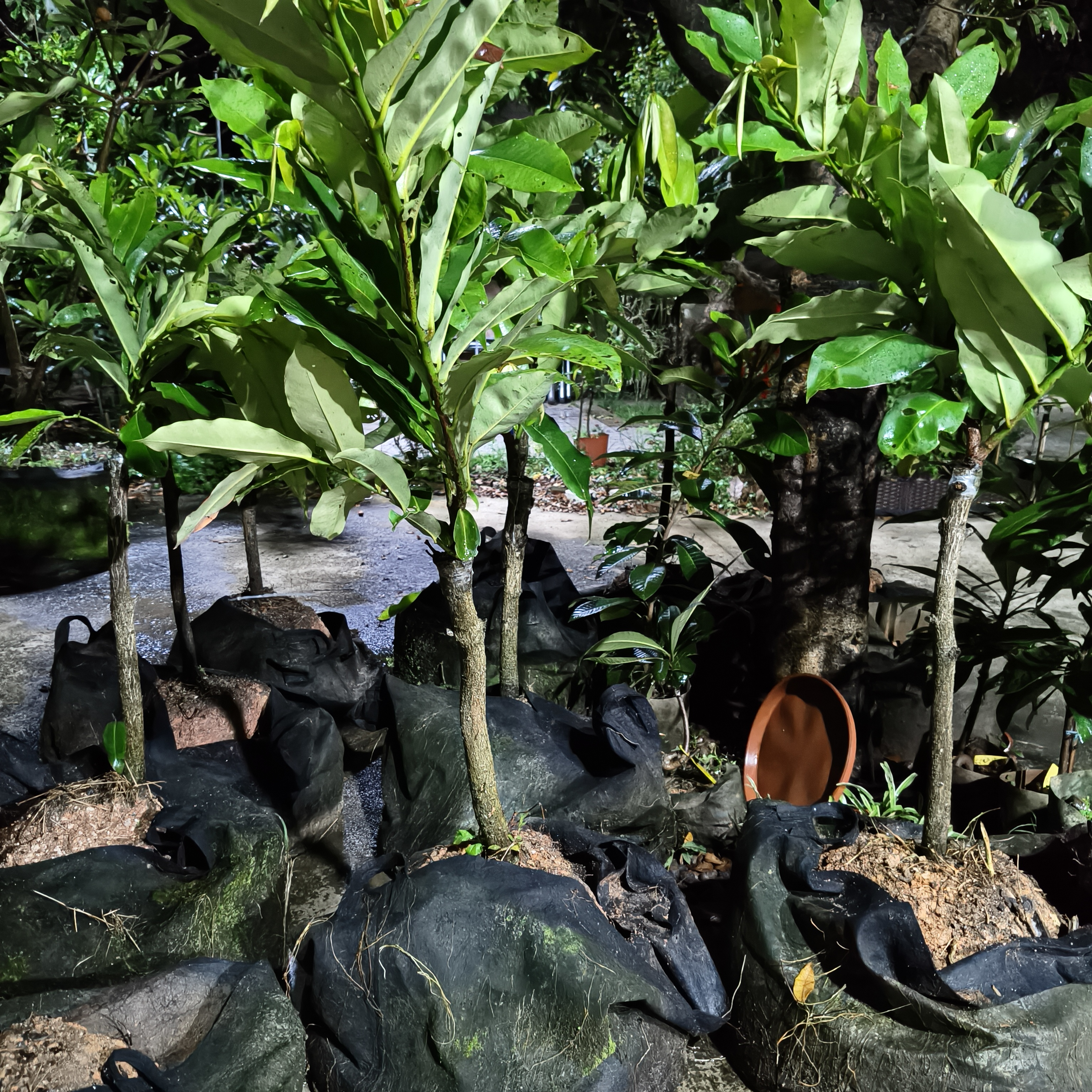 天鹅yong萍果地栽盆栽 庭院种植